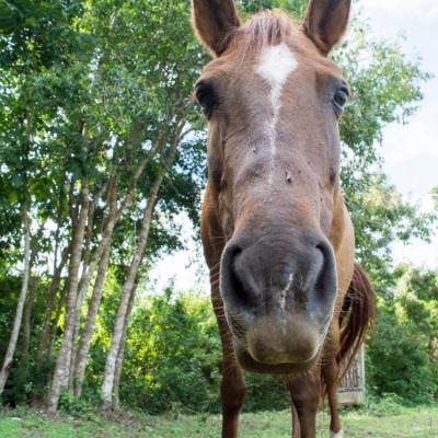 Duna il cavallo Image